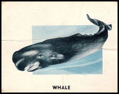 184 Whale